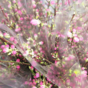 ファインカラー